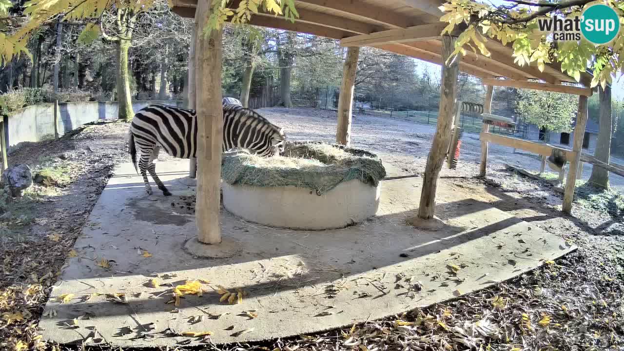 Camera en vivo Cebras in Ljubljana ZOO – Eslovenia