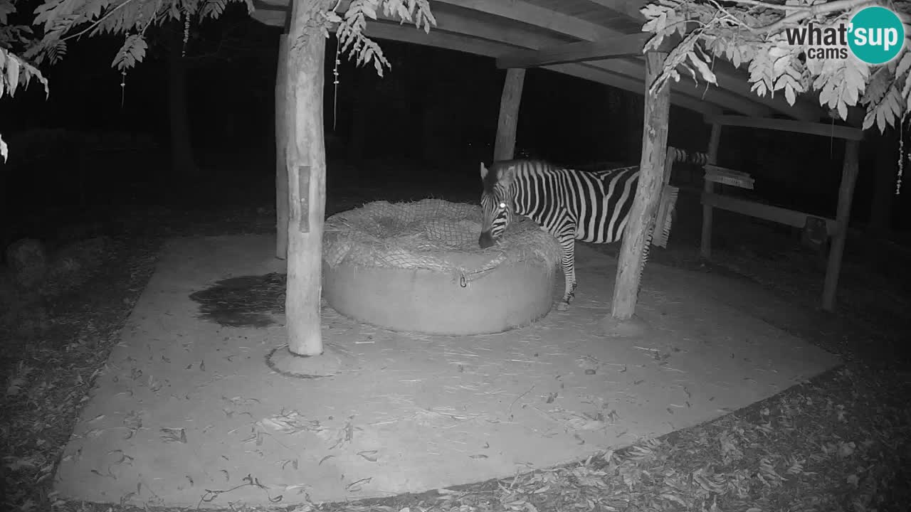 Web kamera uživo Zebras u ZOO Ljubljana – Slovenija