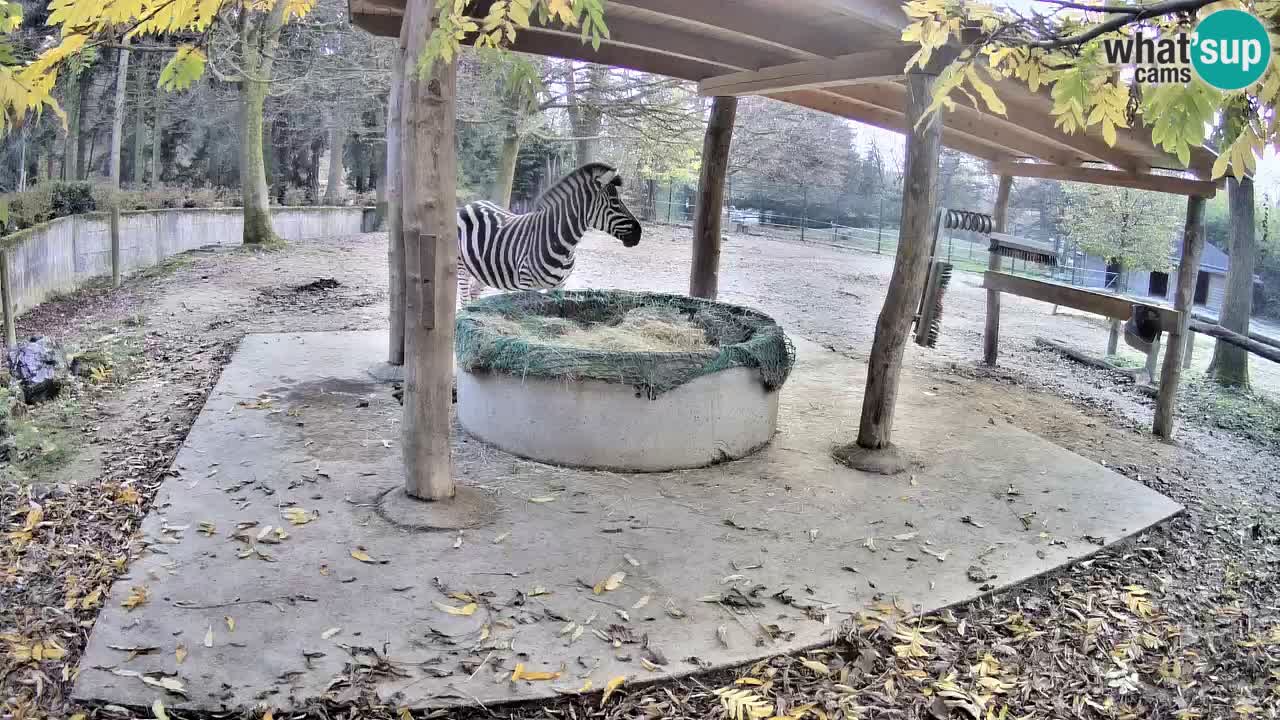 Le Zebre nello ZOO di Ljubljana – Slovenia Live webcam