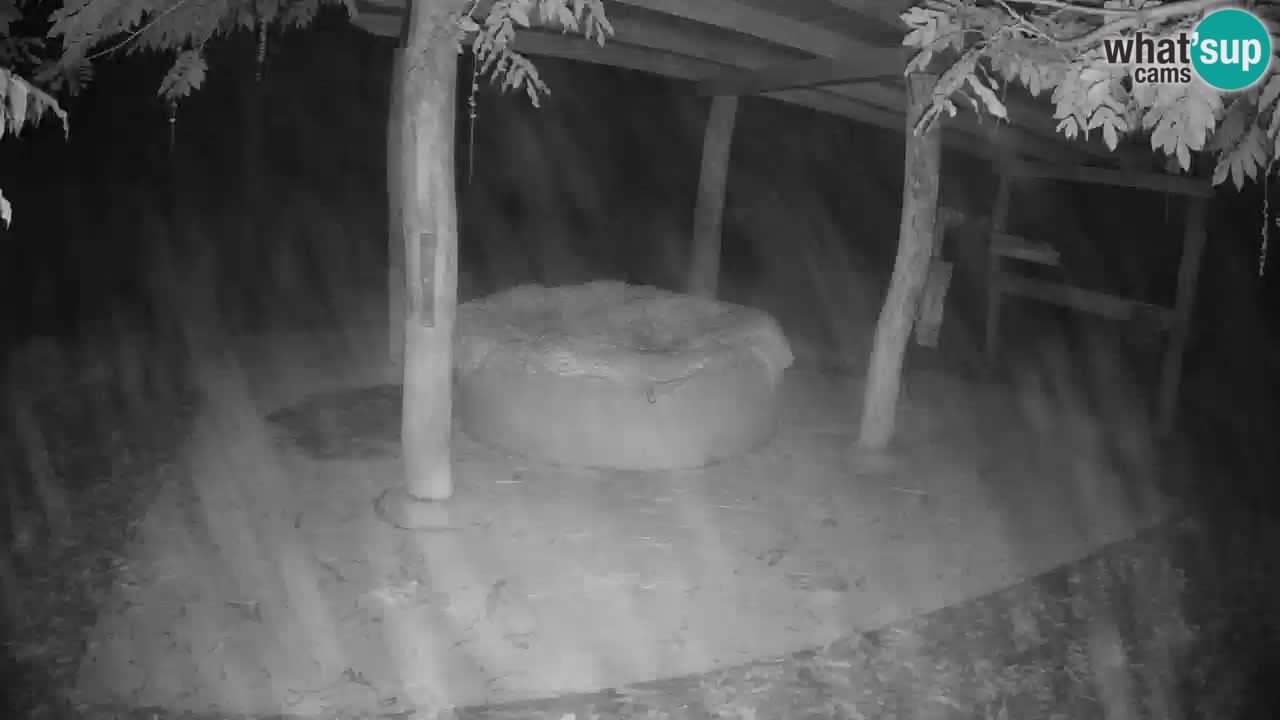 Live webcam Zebras in Ljubljana ZOO – Slovenia