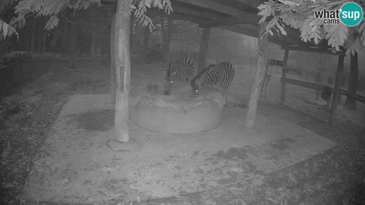 Le Zebre nello ZOO di Ljubljana – Slovenia Live webcam