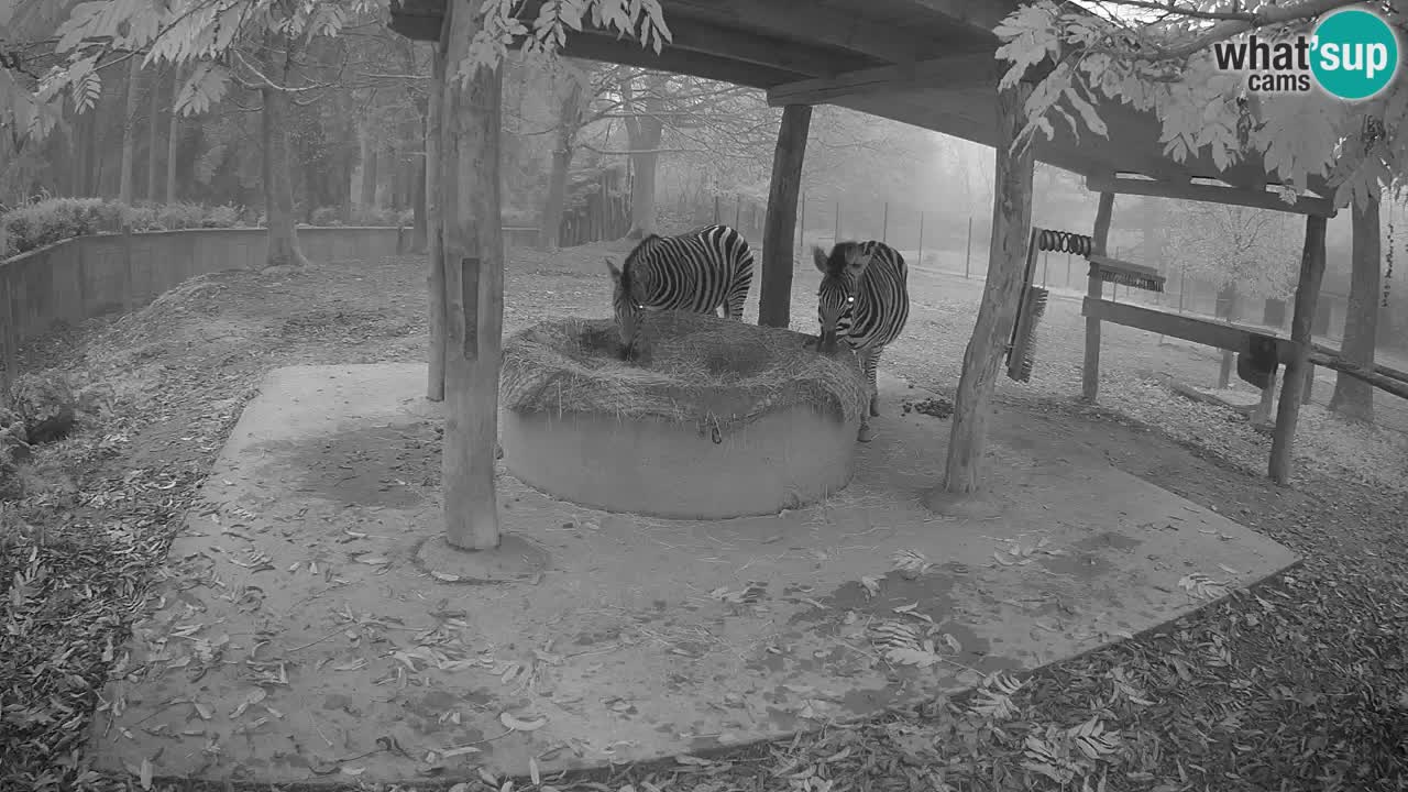 Le Zebre nello ZOO di Ljubljana – Slovenia Live webcam