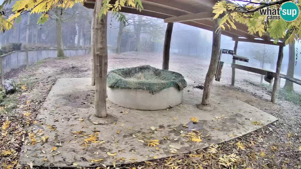 Zebre v živo v živalskem vrtu Ljubljana ZOO spletne kamere