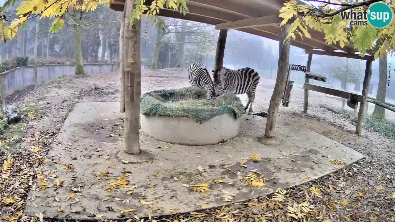 Live Webcam Zebras in Ljubljana ZOO – Slowenien