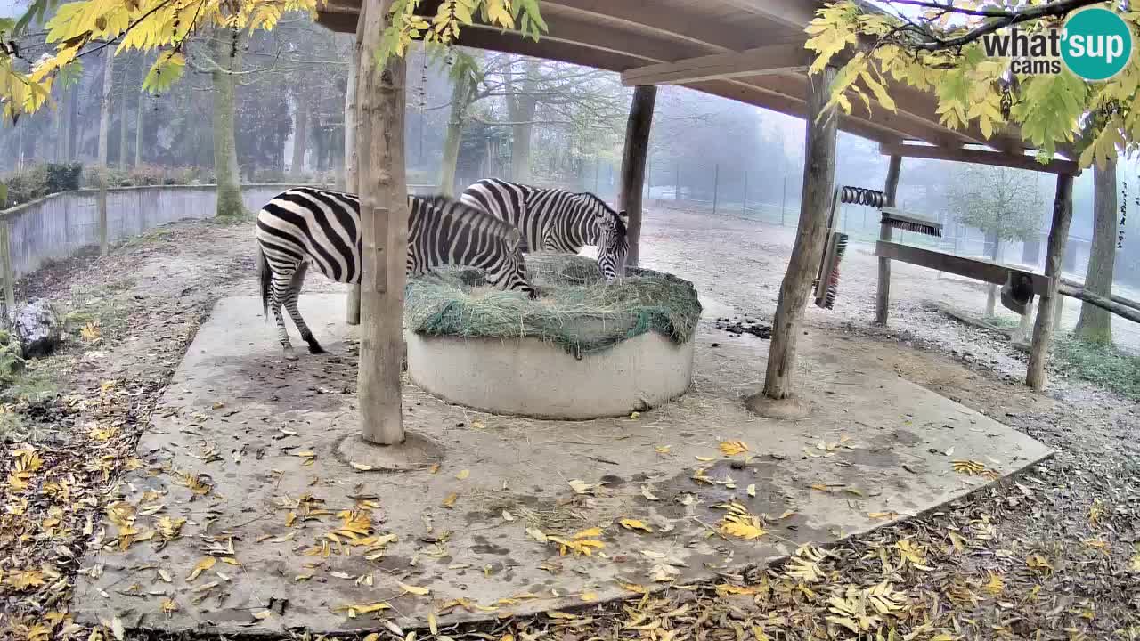 Zebre v živo v živalskem vrtu Ljubljana ZOO spletne kamere