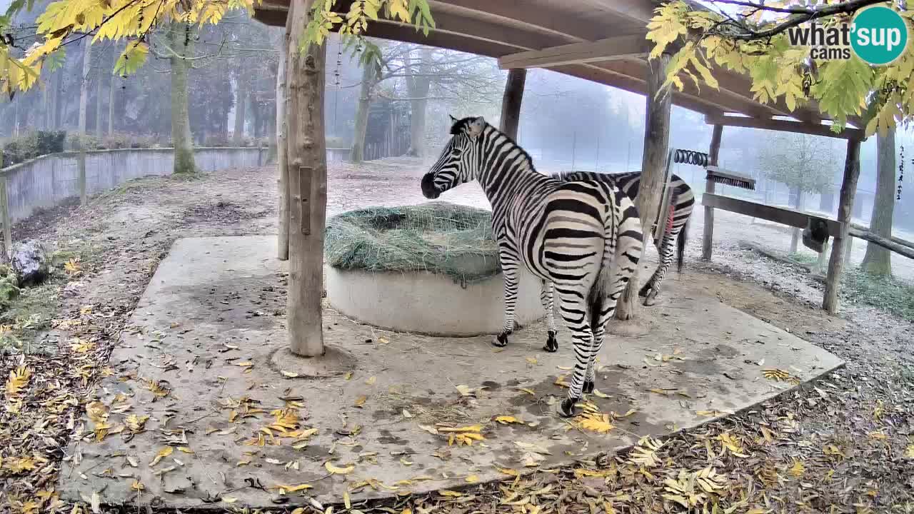 Zebre v živo v živalskem vrtu Ljubljana ZOO spletne kamere