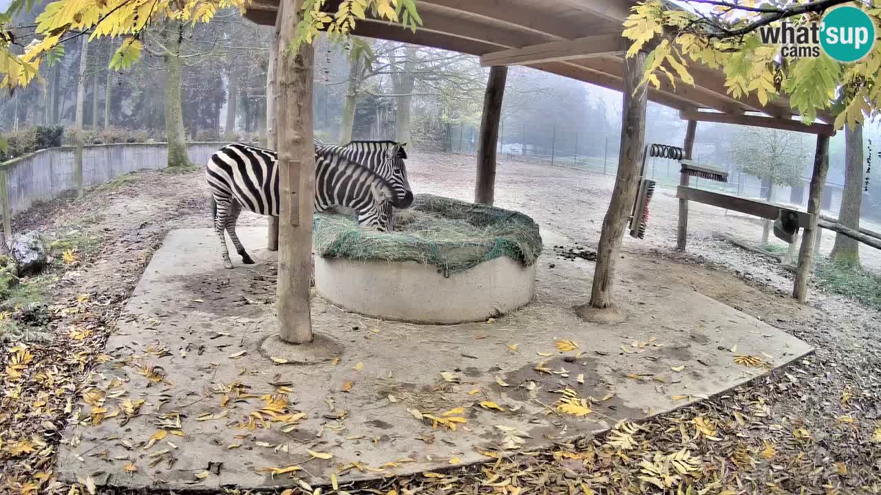 Zebre v živo v živalskem vrtu Ljubljana ZOO spletne kamere