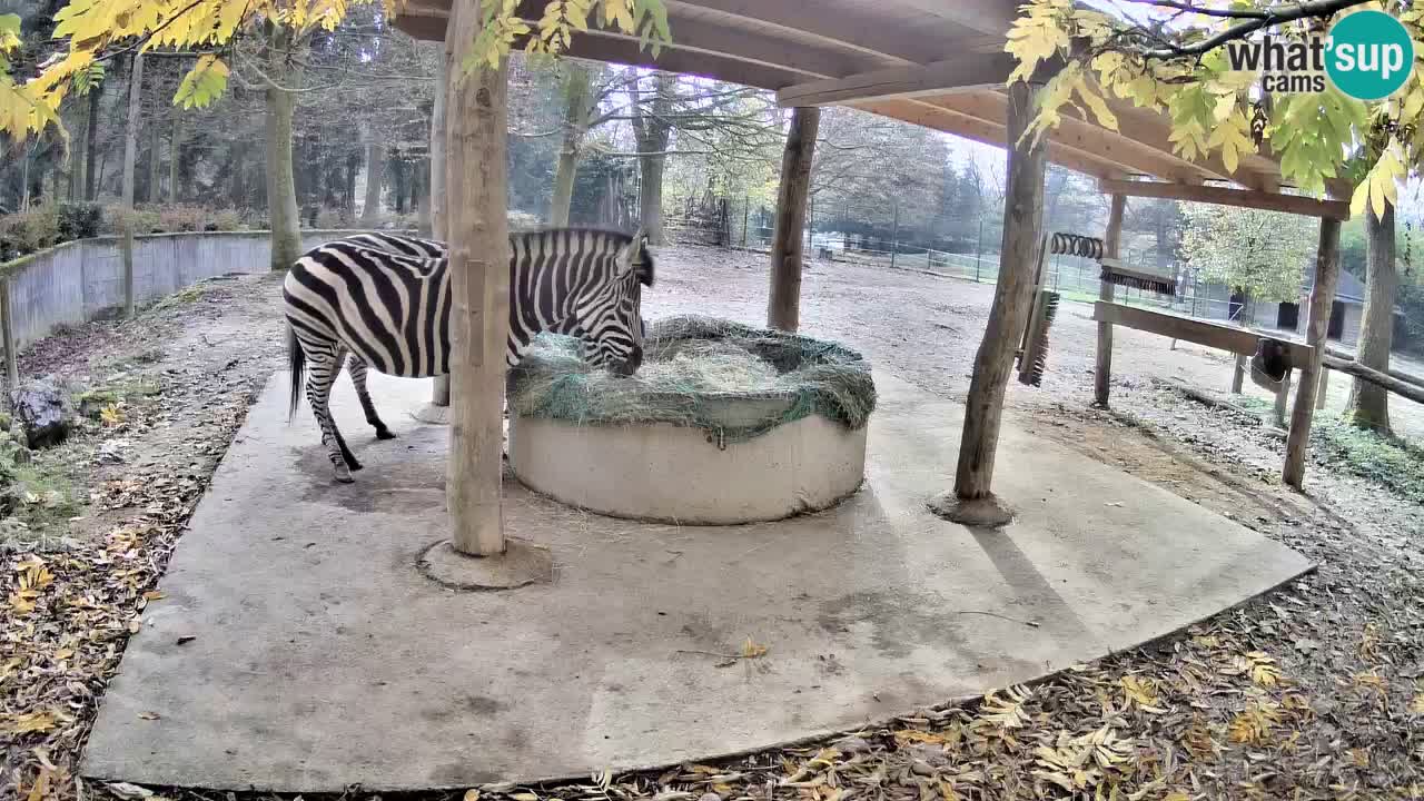 Live webcam Les zèbres in Ljubljana ZOO – Slovénie