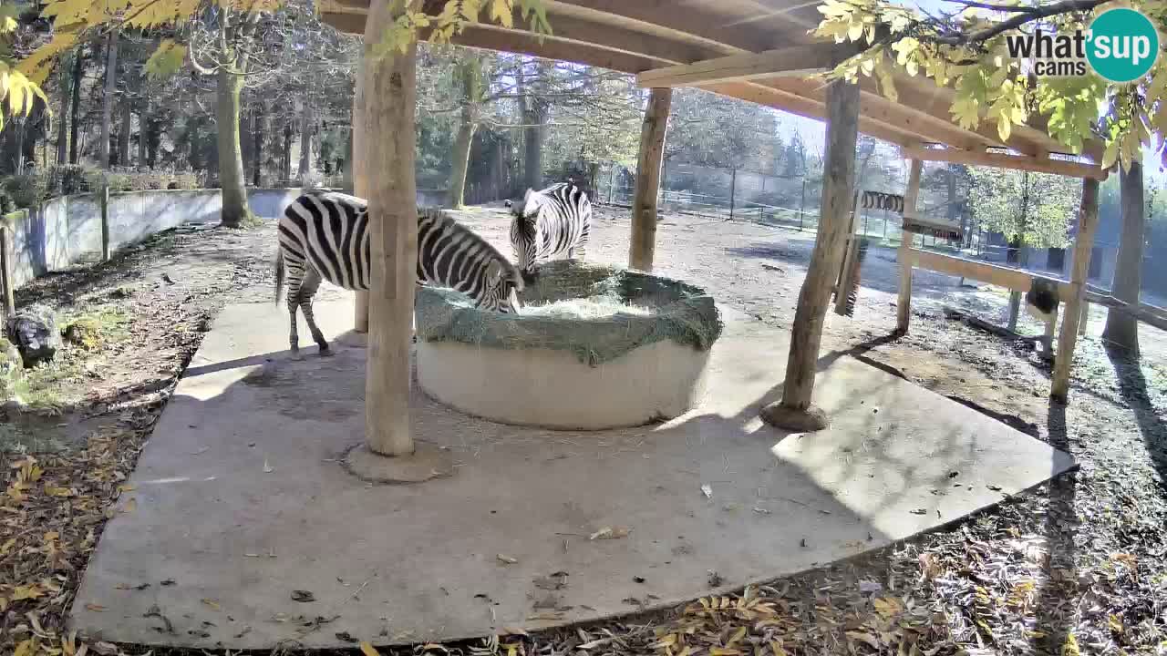 Camera en vivo Cebras in Ljubljana ZOO – Eslovenia