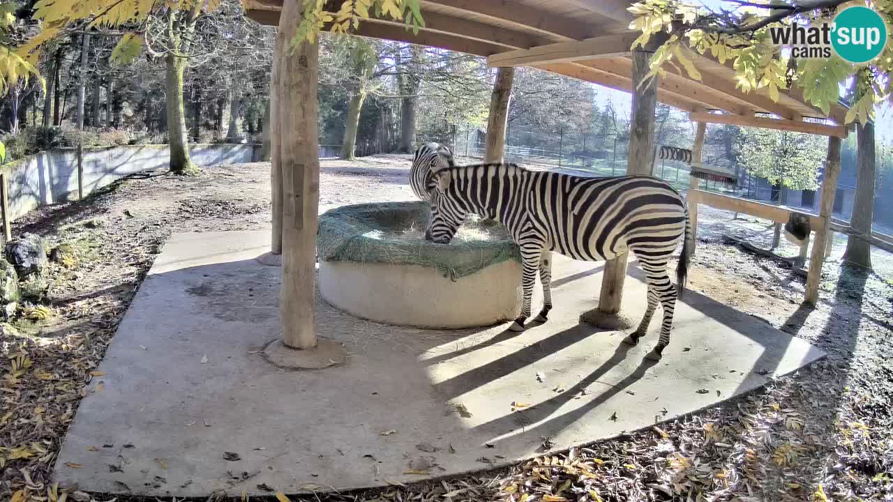 Live webcam Les zèbres in Ljubljana ZOO – Slovénie