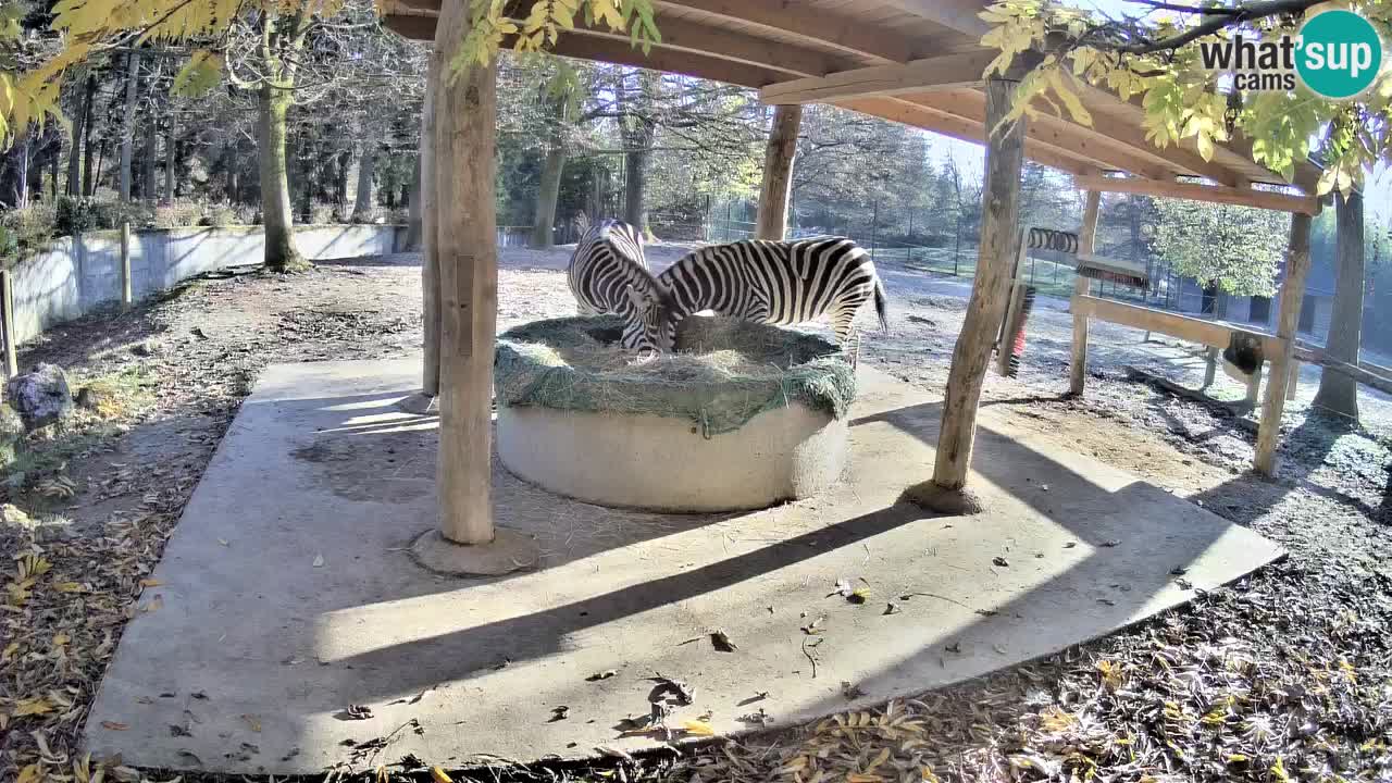 Live webcam Les zèbres in Ljubljana ZOO – Slovénie