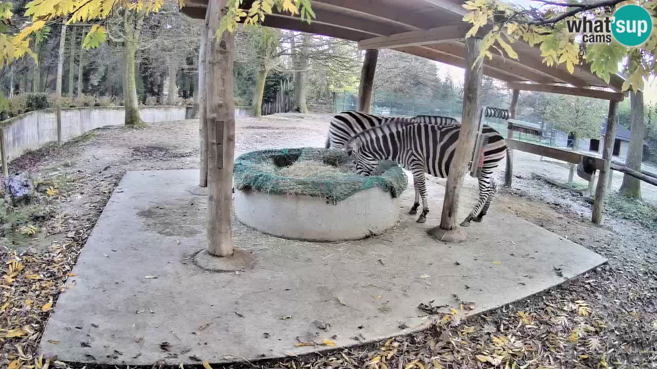 Live webcam Les zèbres in Ljubljana ZOO – Slovénie