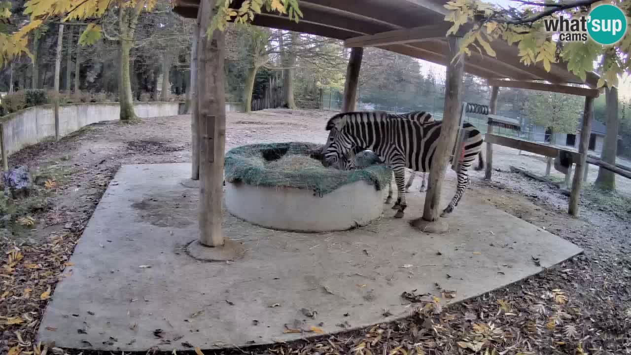 Camera en vivo Cebras in Ljubljana ZOO – Eslovenia