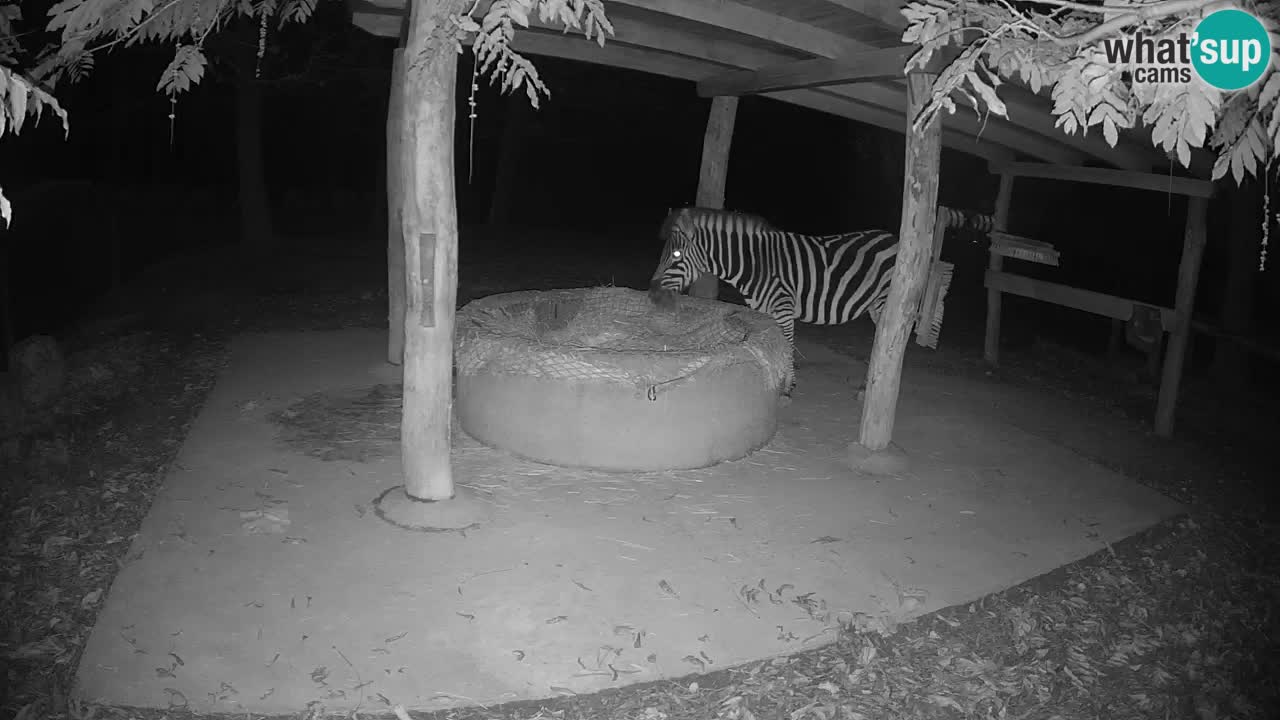 Camera en vivo Cebras in Ljubljana ZOO – Eslovenia