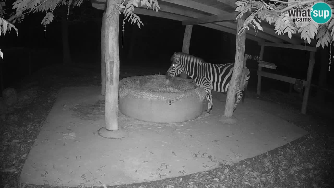 Zebre v živo v živalskem vrtu Ljubljana ZOO spletne kamere