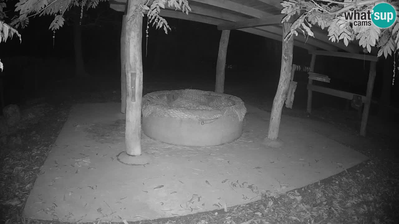 Camera en vivo Cebras in Ljubljana ZOO – Eslovenia