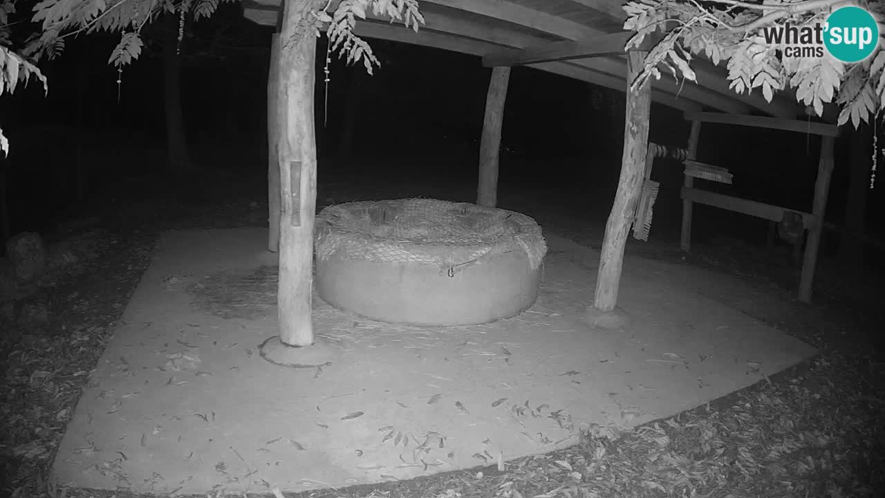 Camera en vivo Cebras in Ljubljana ZOO – Eslovenia