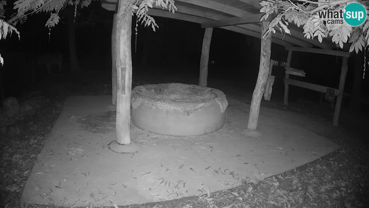 Live Webcam Zebras in Ljubljana ZOO – Slowenien