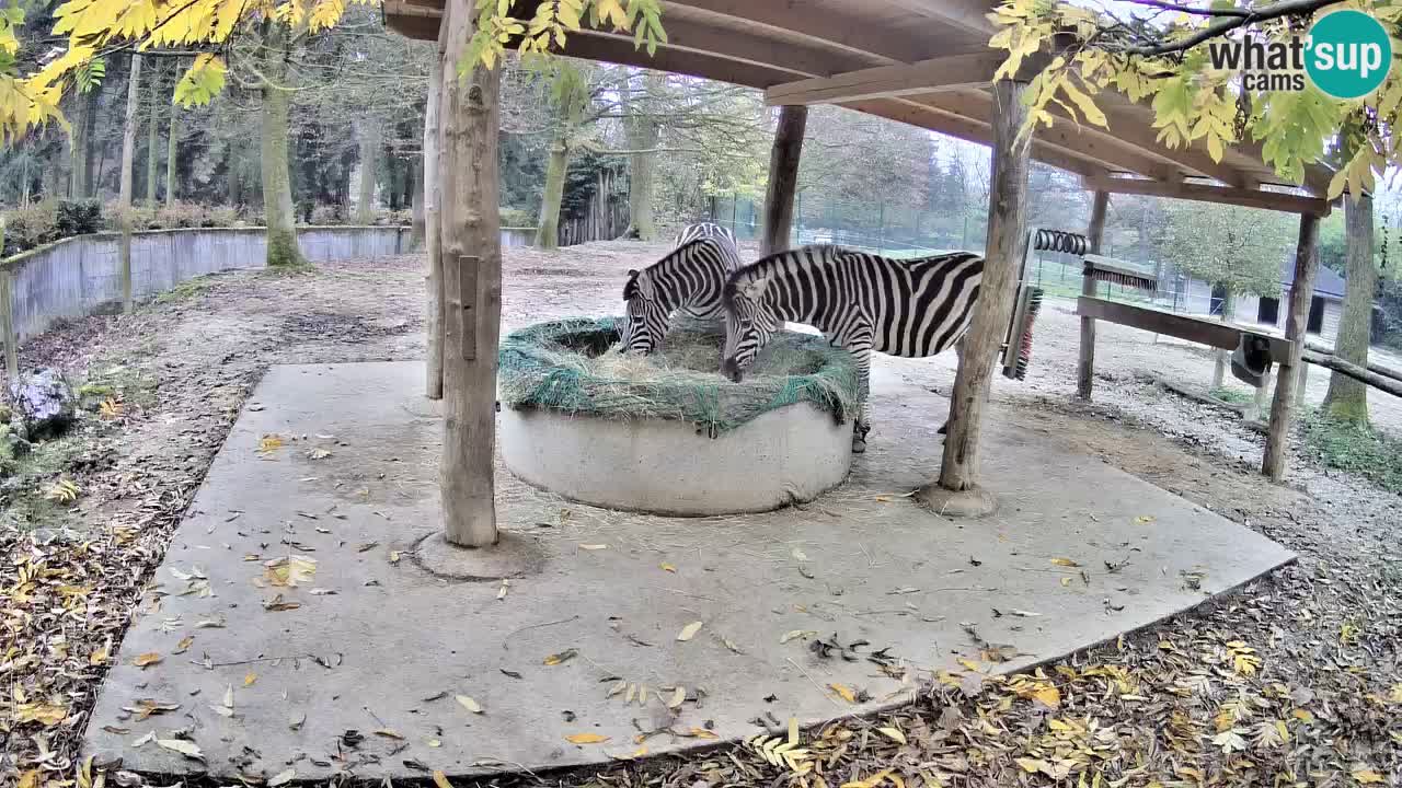 Web kamera uživo Zebras u ZOO Ljubljana – Slovenija