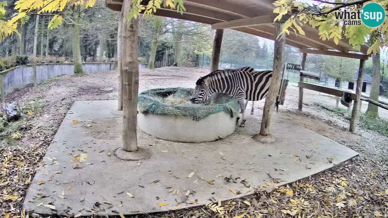 Web kamera uživo Zebras u ZOO Ljubljana – Slovenija