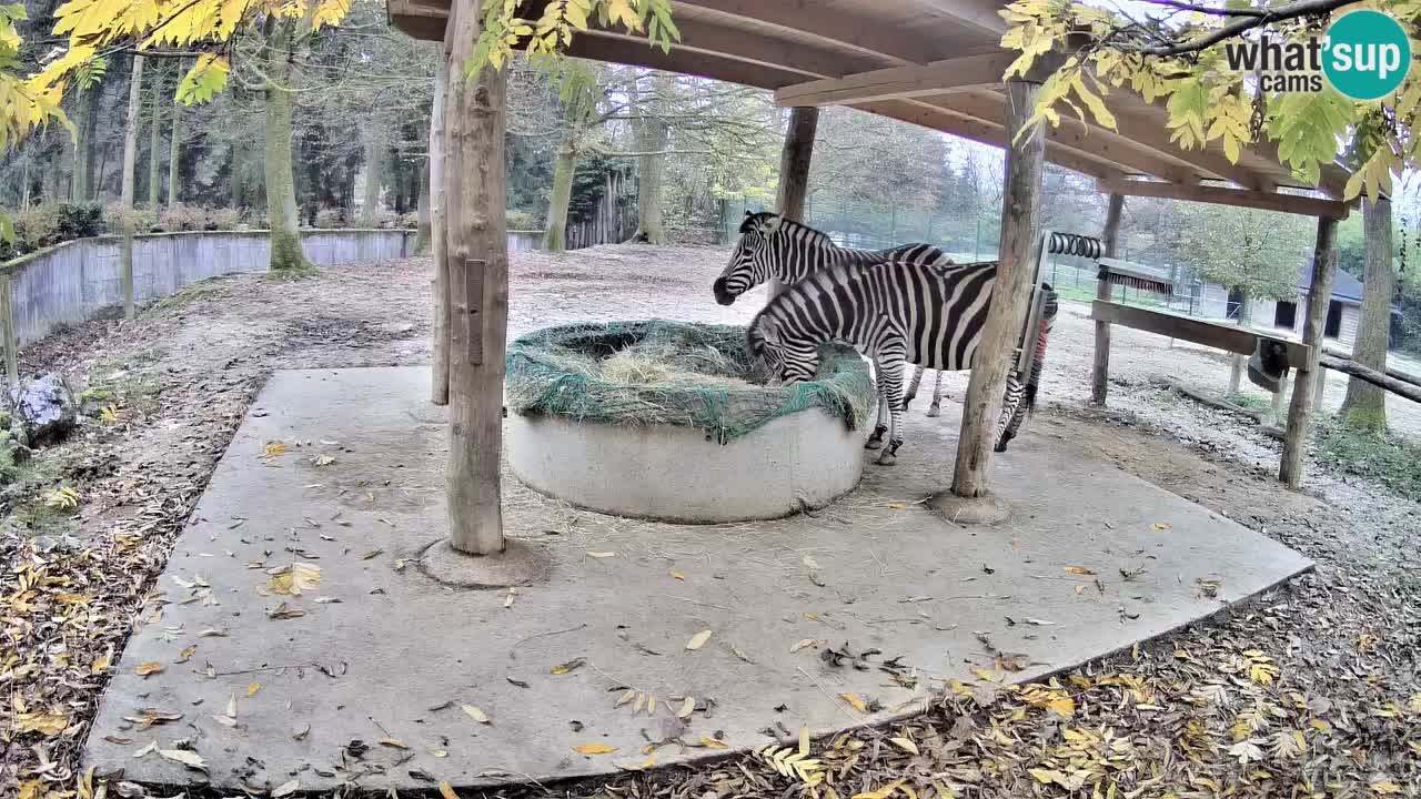 Le Zebre nello ZOO di Ljubljana – Slovenia Live webcam