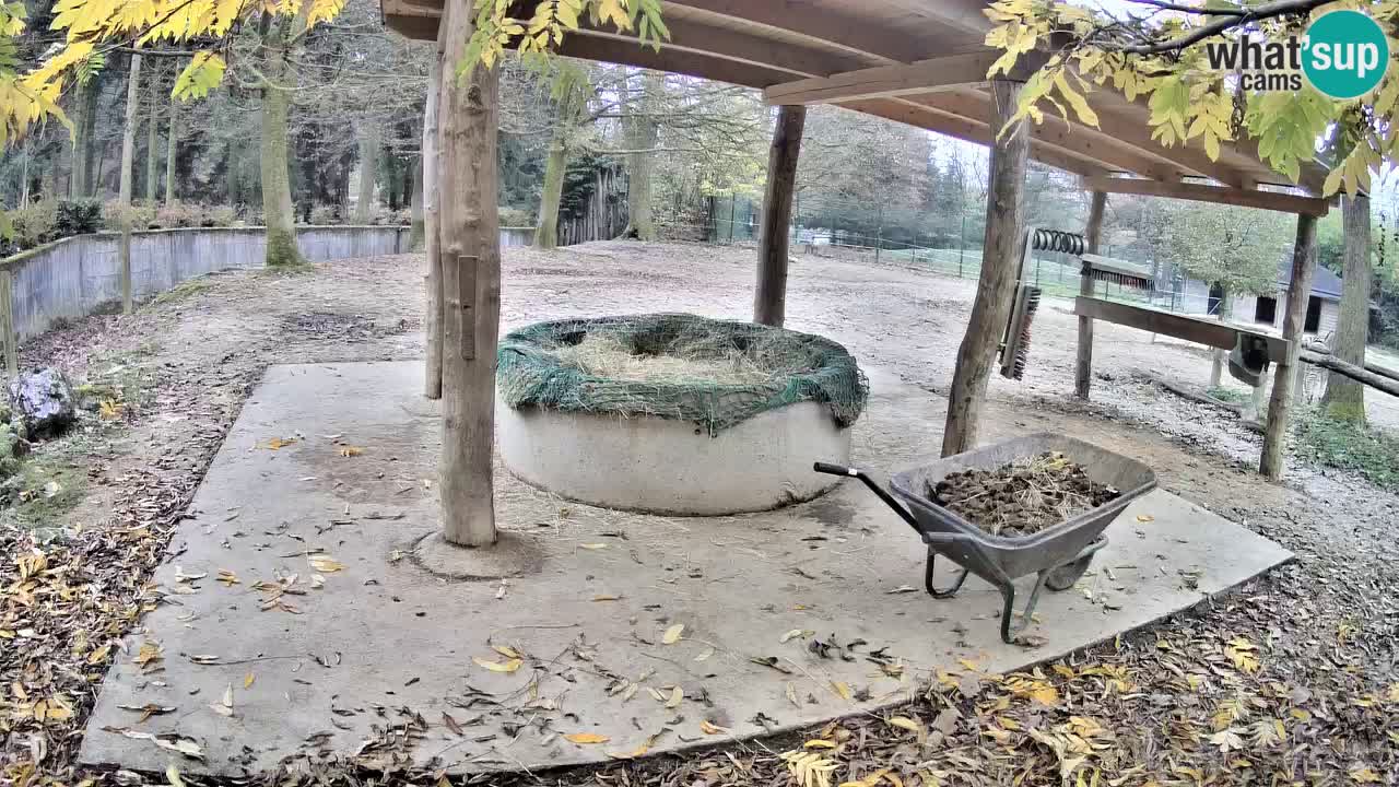 Le Zebre nello ZOO di Ljubljana – Slovenia Live webcam