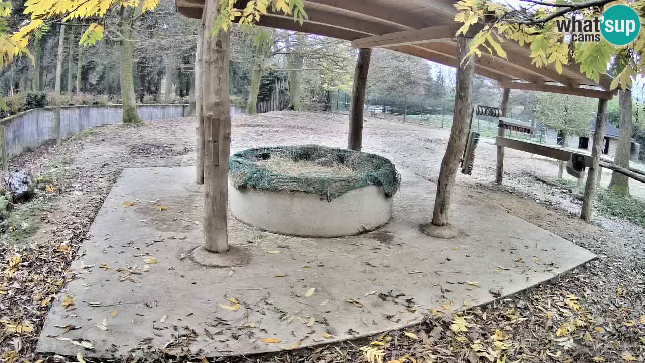 Le Zebre nello ZOO di Ljubljana – Slovenia Live webcam