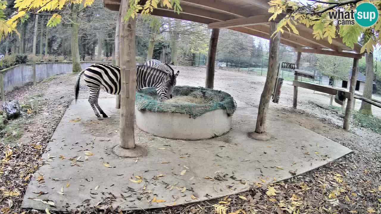 Le Zebre nello ZOO di Ljubljana – Slovenia Live webcam