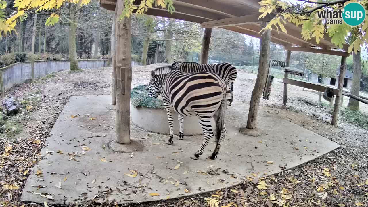 Camera en vivo Cebras in Ljubljana ZOO – Eslovenia