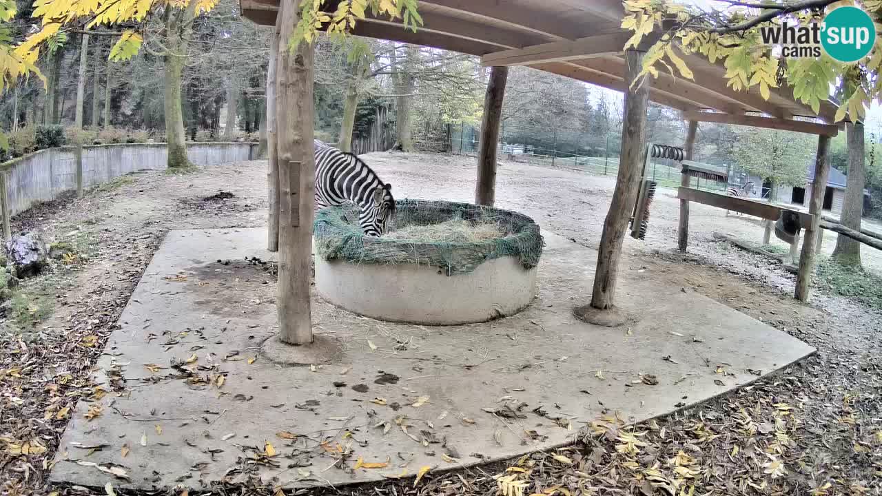Le Zebre nello ZOO di Ljubljana – Slovenia Live webcam