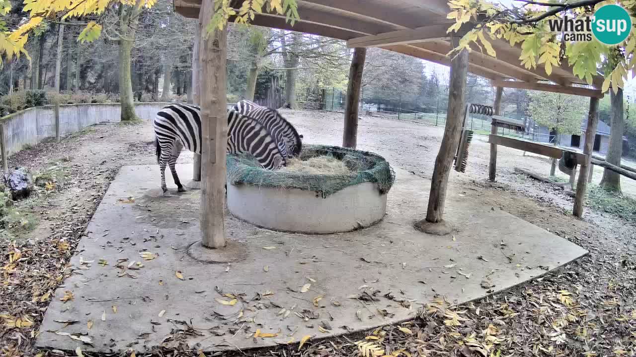 Camera en vivo Cebras in Ljubljana ZOO – Eslovenia