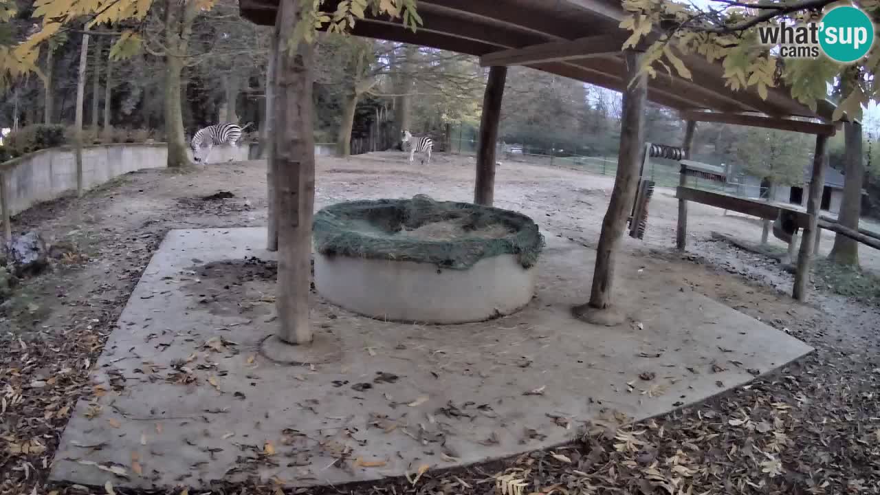 Zebre v živo v živalskem vrtu Ljubljana ZOO spletne kamere