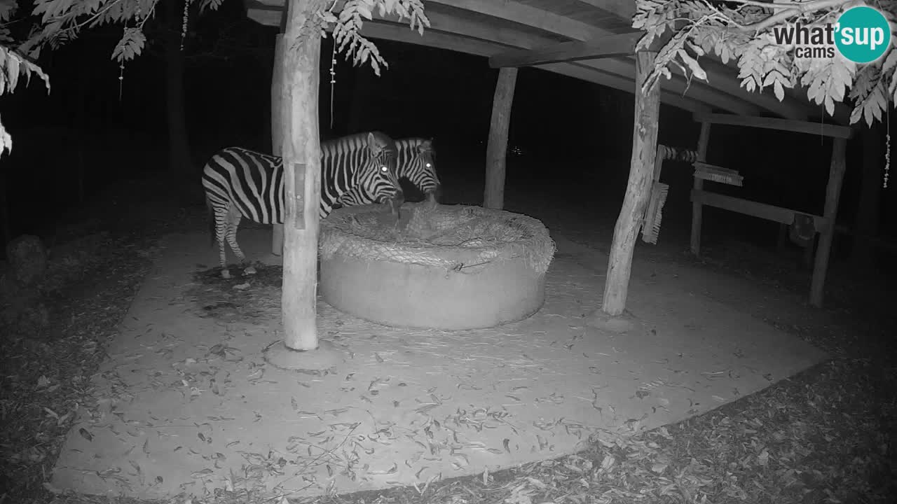 Web kamera uživo Zebras u ZOO Ljubljana – Slovenija