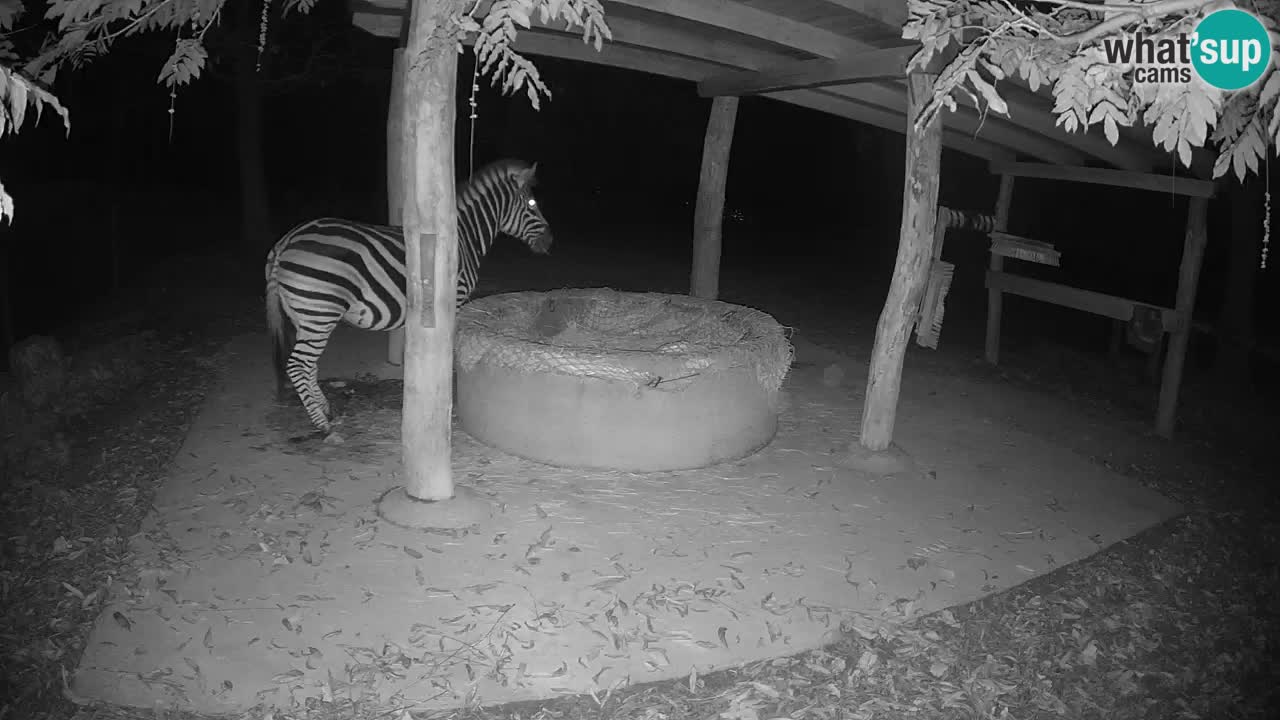Live webcam Zebras in Ljubljana ZOO – Slovenia