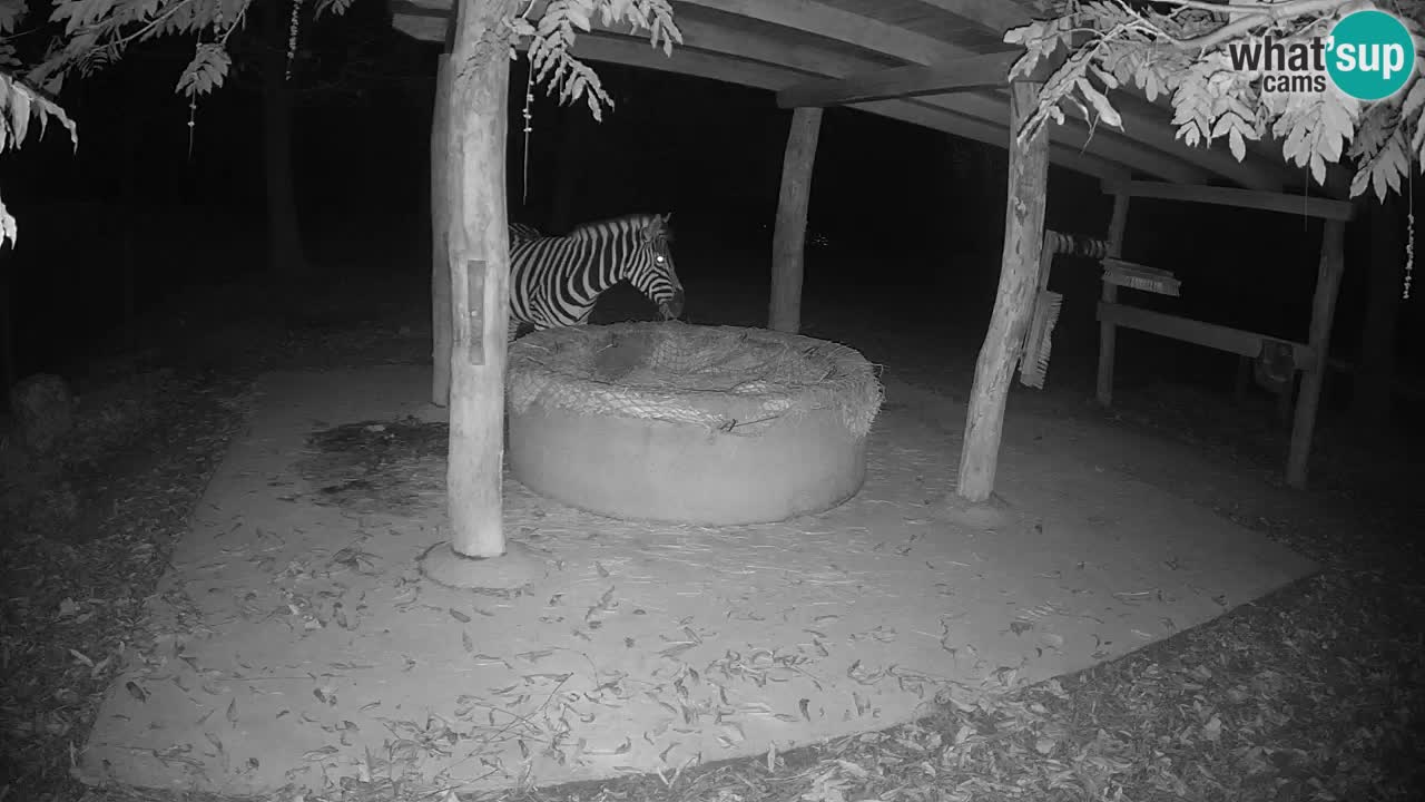 Camera en vivo Cebras in Ljubljana ZOO – Eslovenia