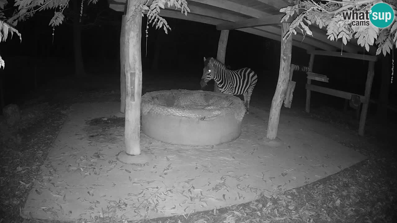 Live webcam Zebras in Ljubljana ZOO – Slovenia