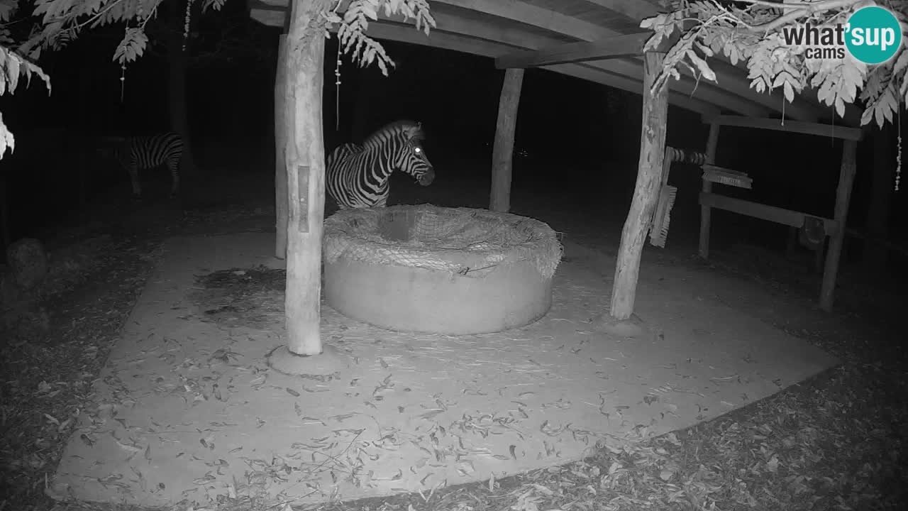 Live webcam Zebras in Ljubljana ZOO – Slovenia