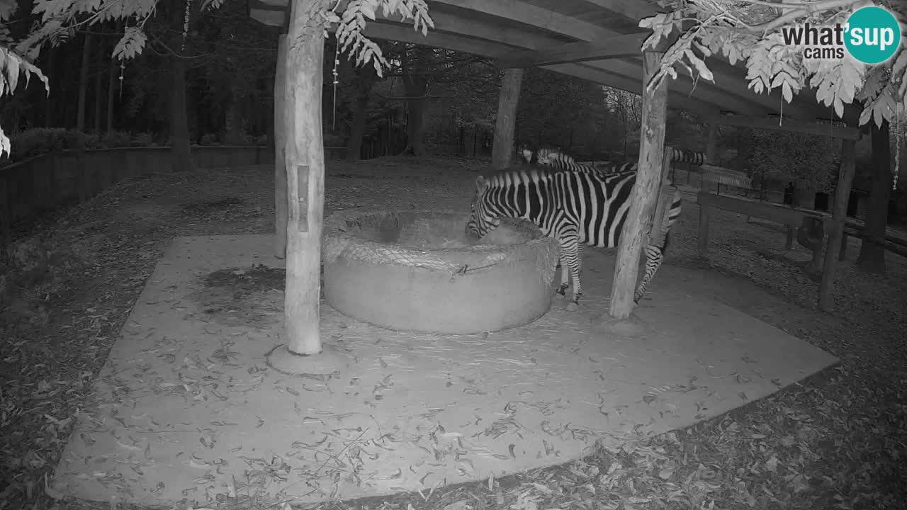Camera en vivo Cebras in Ljubljana ZOO – Eslovenia