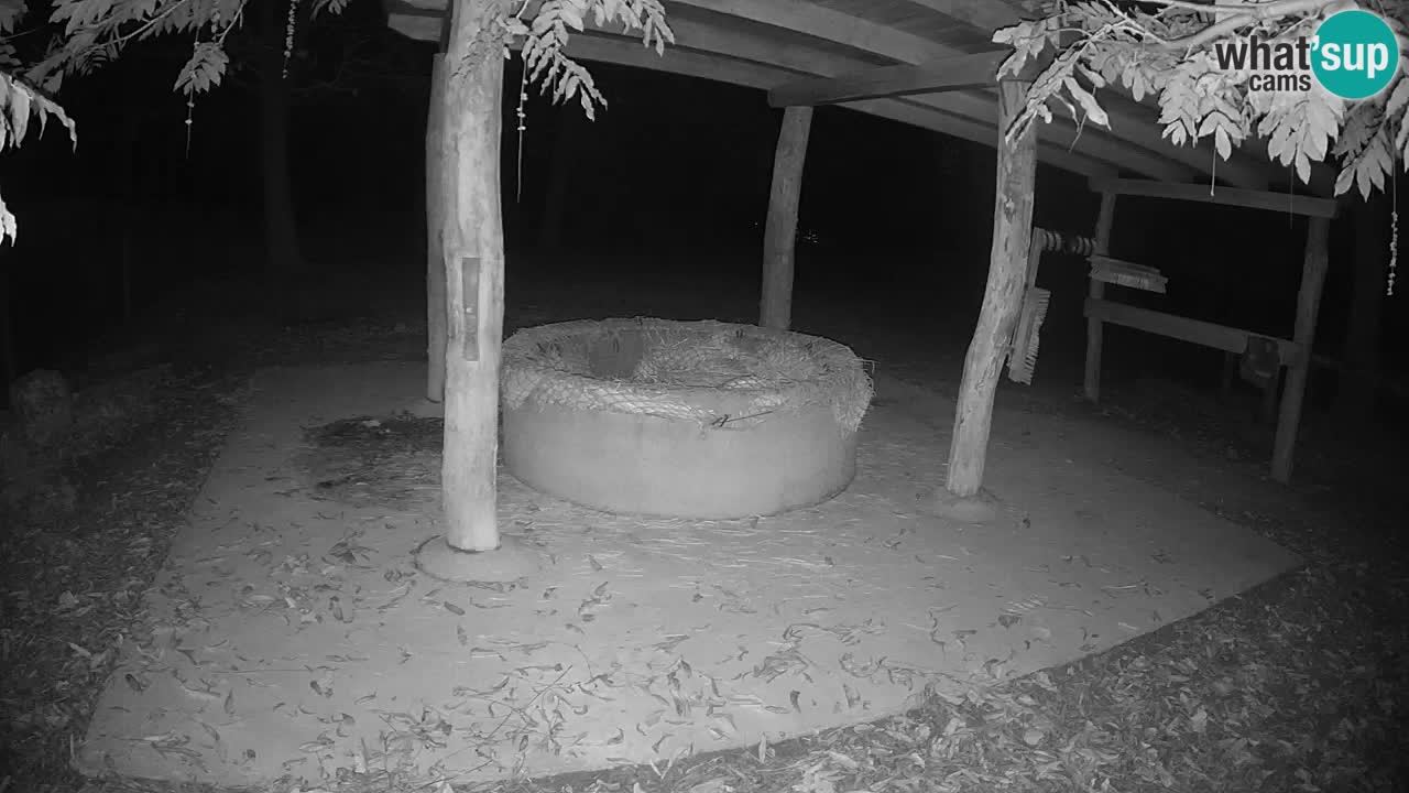 Le Zebre nello ZOO di Ljubljana – Slovenia Live webcam