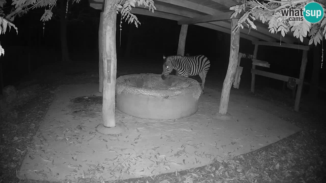 Live webcam Zebras in Ljubljana ZOO – Slovenia