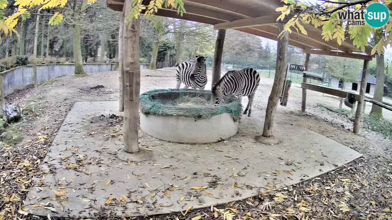 Web kamera uživo Zebras u ZOO Ljubljana – Slovenija
