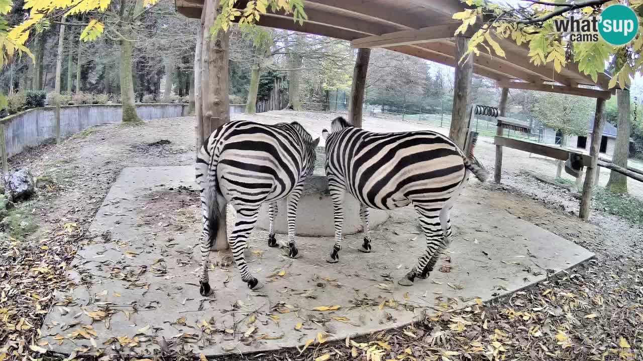 Live Webcam Zebras in Ljubljana ZOO – Slowenien