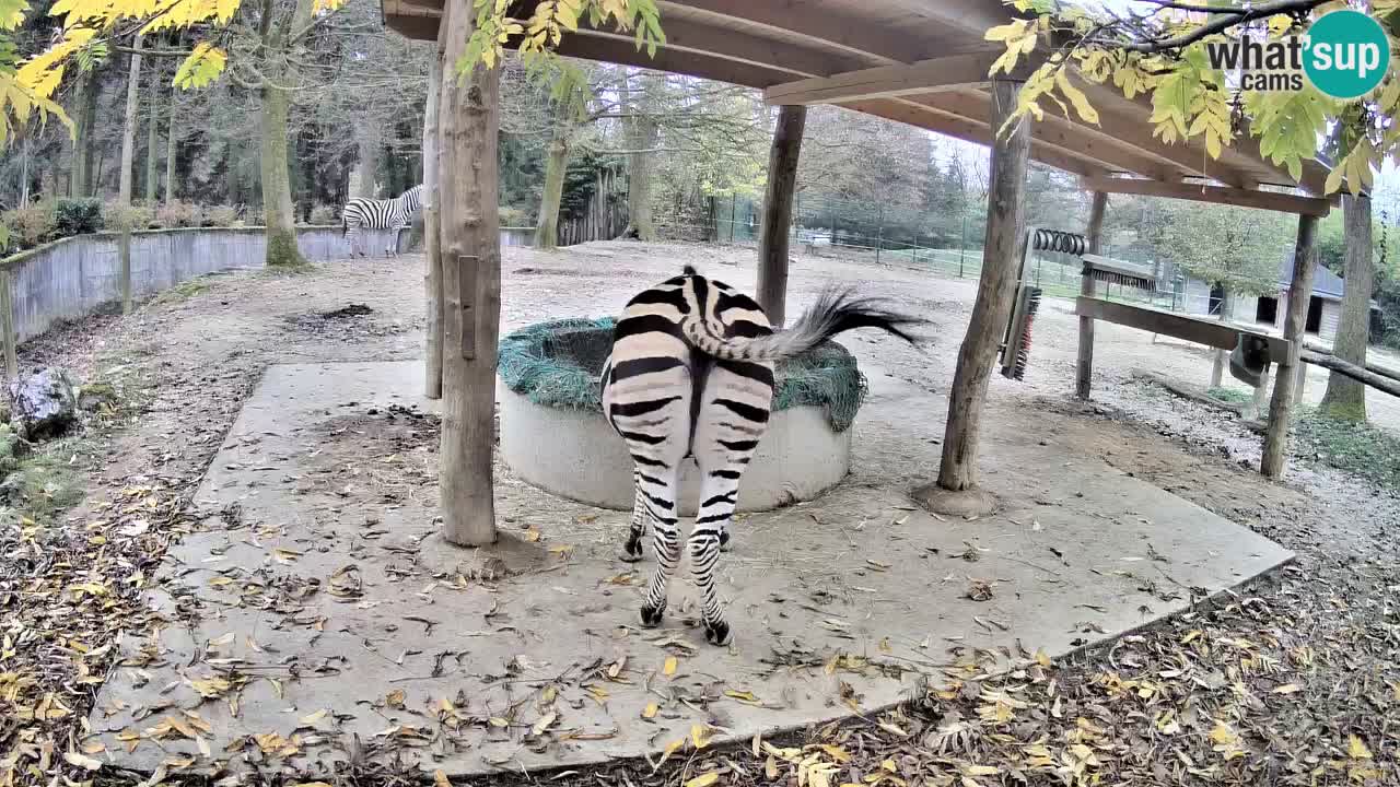 Live webcam Zebras in Ljubljana ZOO – Slovenia