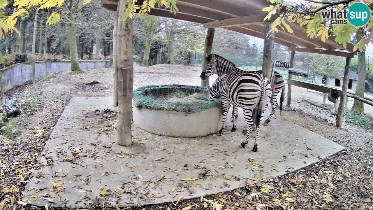 Camera en vivo Cebras in Ljubljana ZOO – Eslovenia