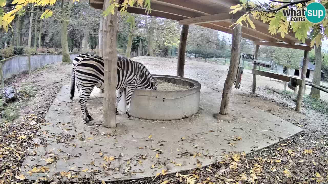 Live Webcam Zebras in Ljubljana ZOO – Slowenien