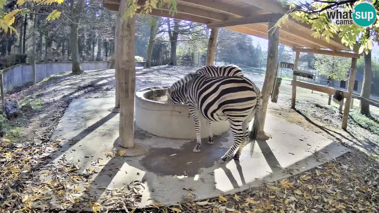 Web kamera uživo Zebras u ZOO Ljubljana – Slovenija