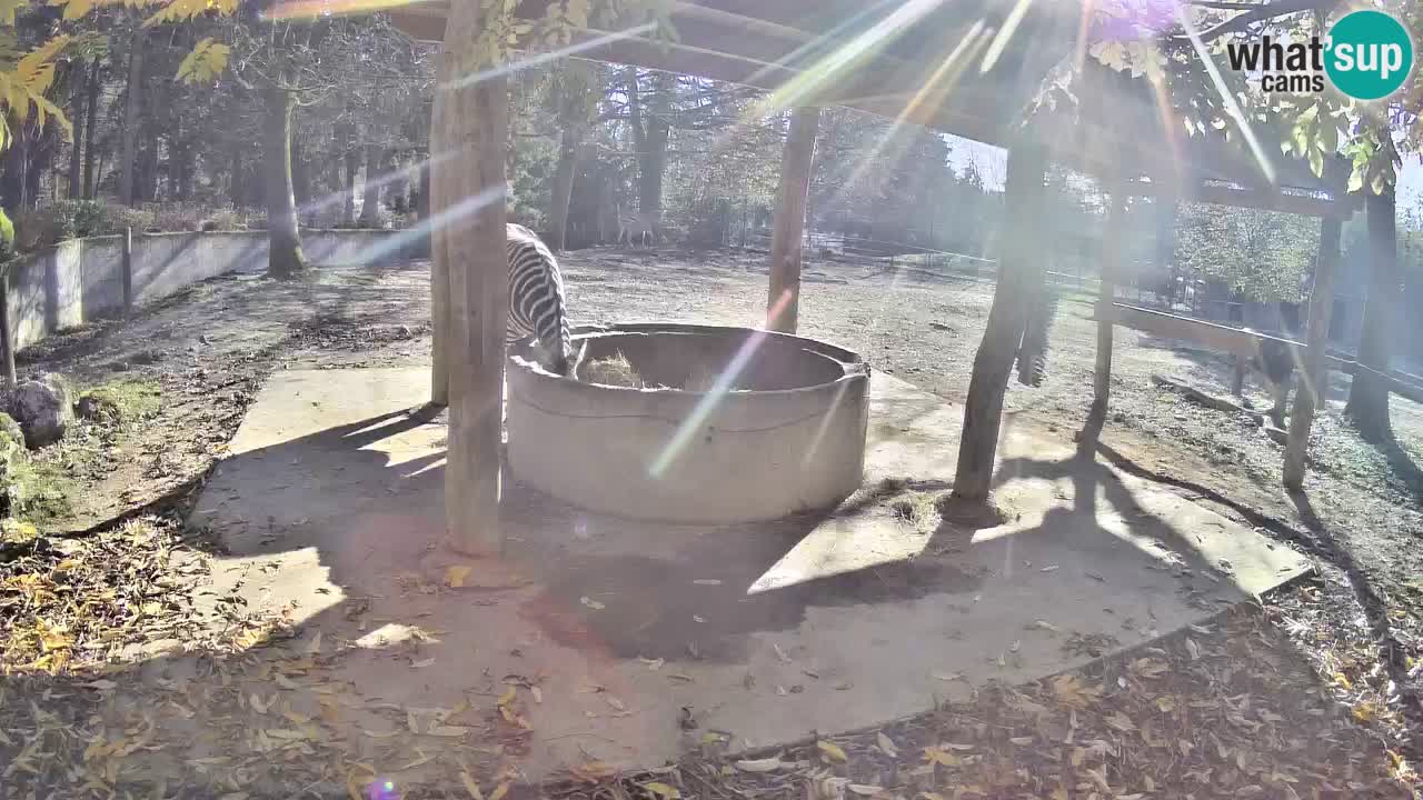 Camera en vivo Cebras in Ljubljana ZOO – Eslovenia