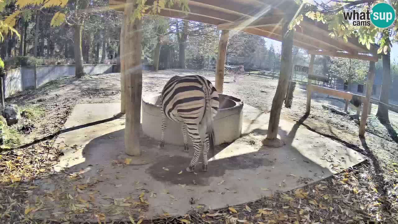 Live Webcam Zebras in Ljubljana ZOO – Slowenien