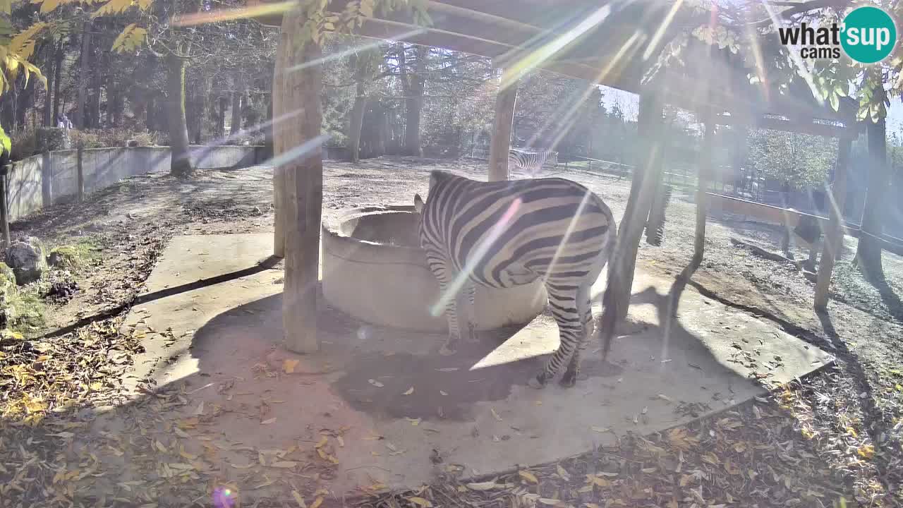 Live Webcam Zebras in Ljubljana ZOO – Slowenien