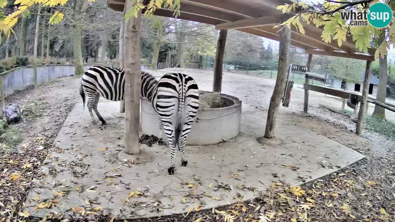 Le Zebre nello ZOO di Ljubljana – Slovenia Live webcam